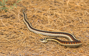 Colorful Garter Snake hunting (Thamnophis sirtalis)