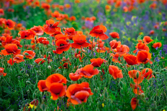 red poppies and purple bells on a field background