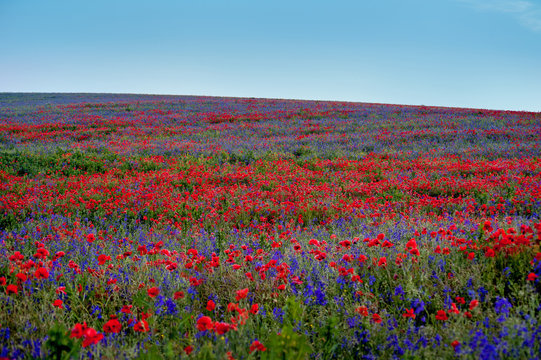 Fototapeta big colorful field poppies and bells flowers