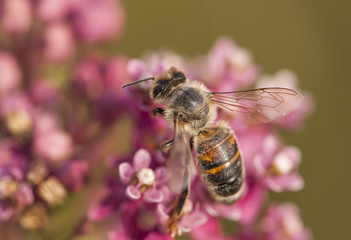 bee