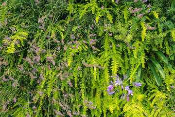 緑の葉が鮮やかな植物のテクスチャ