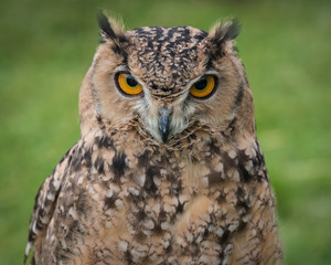 Fototapeta premium Great Horned Owl
