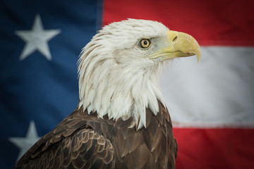 Bald Eagle with the American Flag