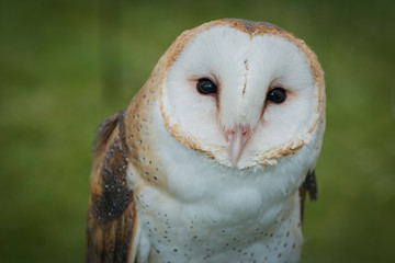 Barn Owl

