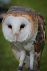 Barn Owl
