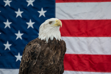 Bald Eagle with the American Flag

