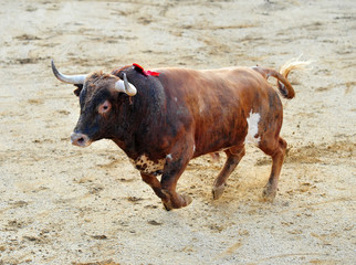 bull