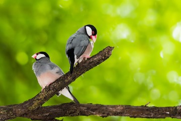 Java Sparrow 