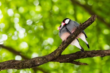 Java Sparrow 