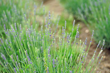 Fragrant purple stems of English lavender flowers