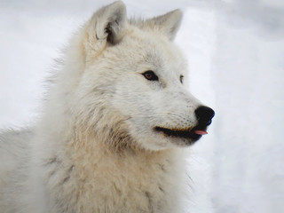Arctic wolf sticking his tongue out