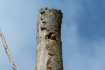 El pájaro carpintero vive en el tronco seco.