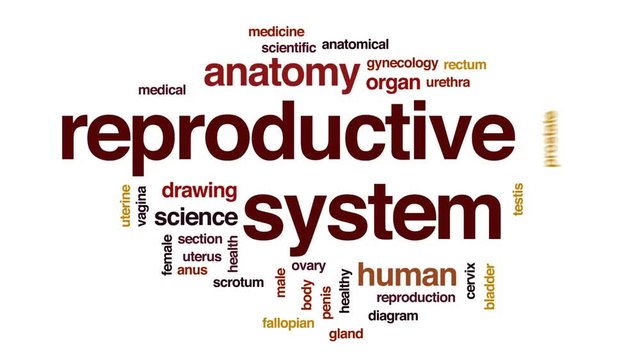 Reproductive system animated word cloud, text design animation.