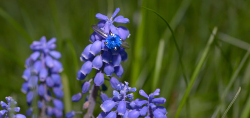 Sapphire Ring on Bluebell
