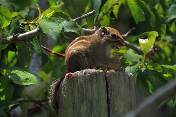 Striped squirrels(Menetes berdmorei) 