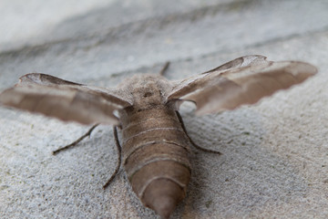 Moth