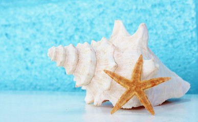 conch shell and star fish tropical blue background vacation holiday stock, photo, photograph, image, picture,