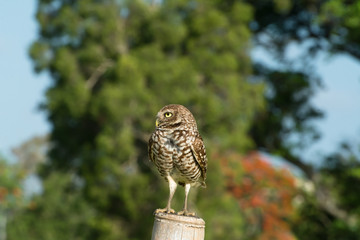 Obraz premium El búho está tranquilo en el bambú.