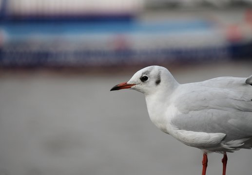 seagull - black headed gull seagull background with copy space stock, photo, photograph, image, picture,