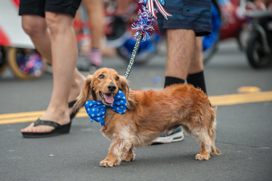 Fototapeta Patriotic Dachshund dog walking on street parade with stars and stripes bow tie around neck.