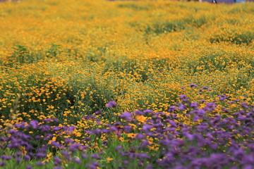 青山高原ハーブガーデンに咲く花