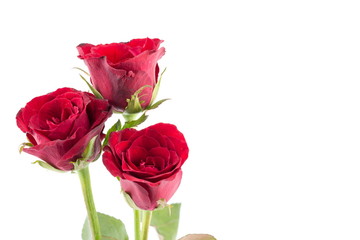 Red rose on a white background