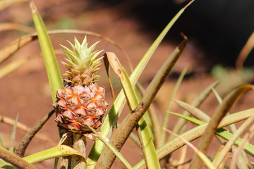 Pineapple Young Pineapple (Ananas comosus) Growing in Hawaii