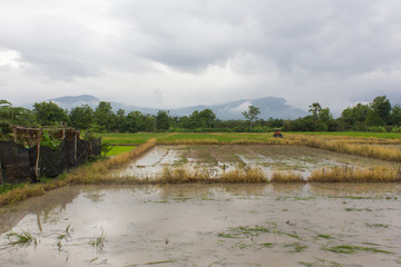 tractor in rice field, Mechanism farmer rice cultivation