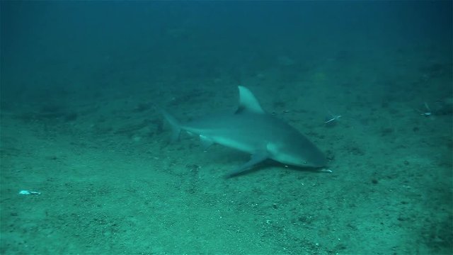 The bull shark ( Carcharhinus leucas) floating near the bottom of caribbean sea