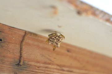 little wasp nest