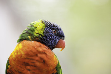 Colourful Lorikeet bird