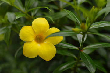 little yellow flower