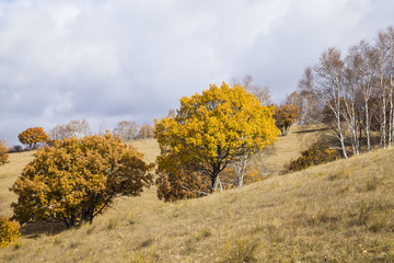 In autumn, trees on the hillside