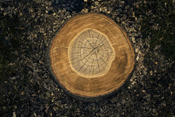 Tree Stump