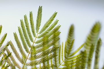 Background or Textures of Green Fern Leaves with sun light and blue sky.Travel and ecological life and food. Concept of growth and purity.