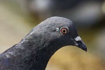 Pigeon Portrait