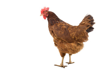 brown hen on white,copy space.clipping path