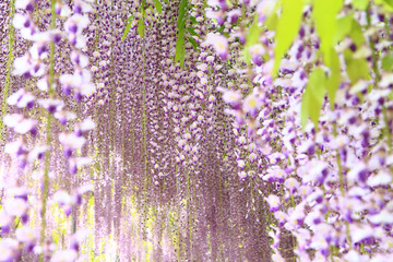 Purple wisteria blossoms