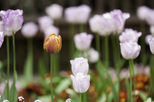 Tulip flowers in the garden