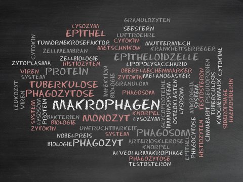 Makrophagen
