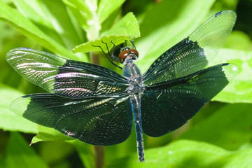 チョウトンボ © nam,namsys in Japan.