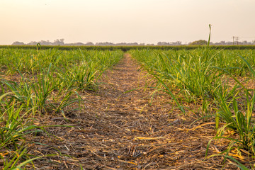 sugar cane sunset