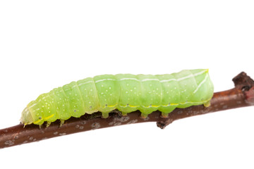 Green caterpillar on stick isolated on white background