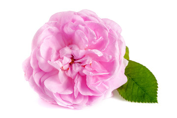 wild rose blooming flower isolated on a white background © kolesnikovserg