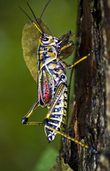 Lubber grasshopper