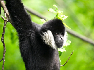 Gibbon à favoris blancs