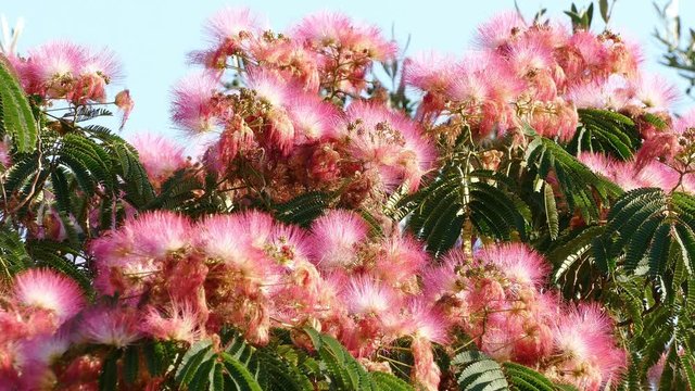 Bright blooming flowers of Albizia Julibrissin silk tree with bees as a background.