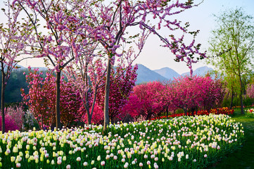 Obrazy na Szkle  Malownicze pola tulipanów