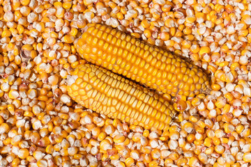 Dried corn with a head as a background. Top view