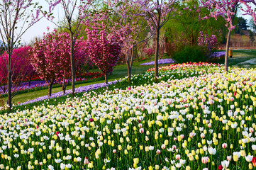 The tulip flower fields scenic